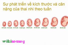 Phát Triển Thai Nhi Theo Tuần Tuổi